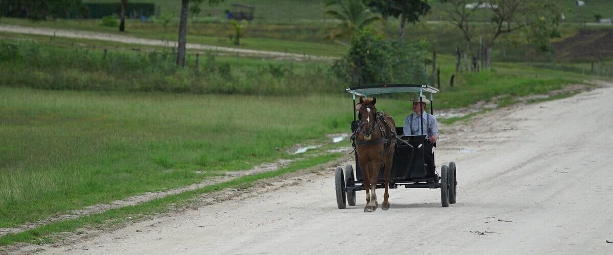 Mennonites from Belize spark deforestation fears with new settlement plans in Suriname