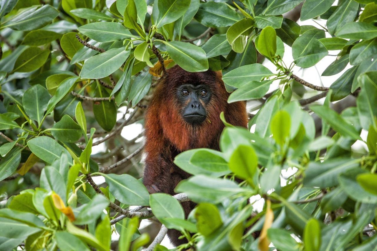 Suriname an exotic mix of cultures and natural beauty